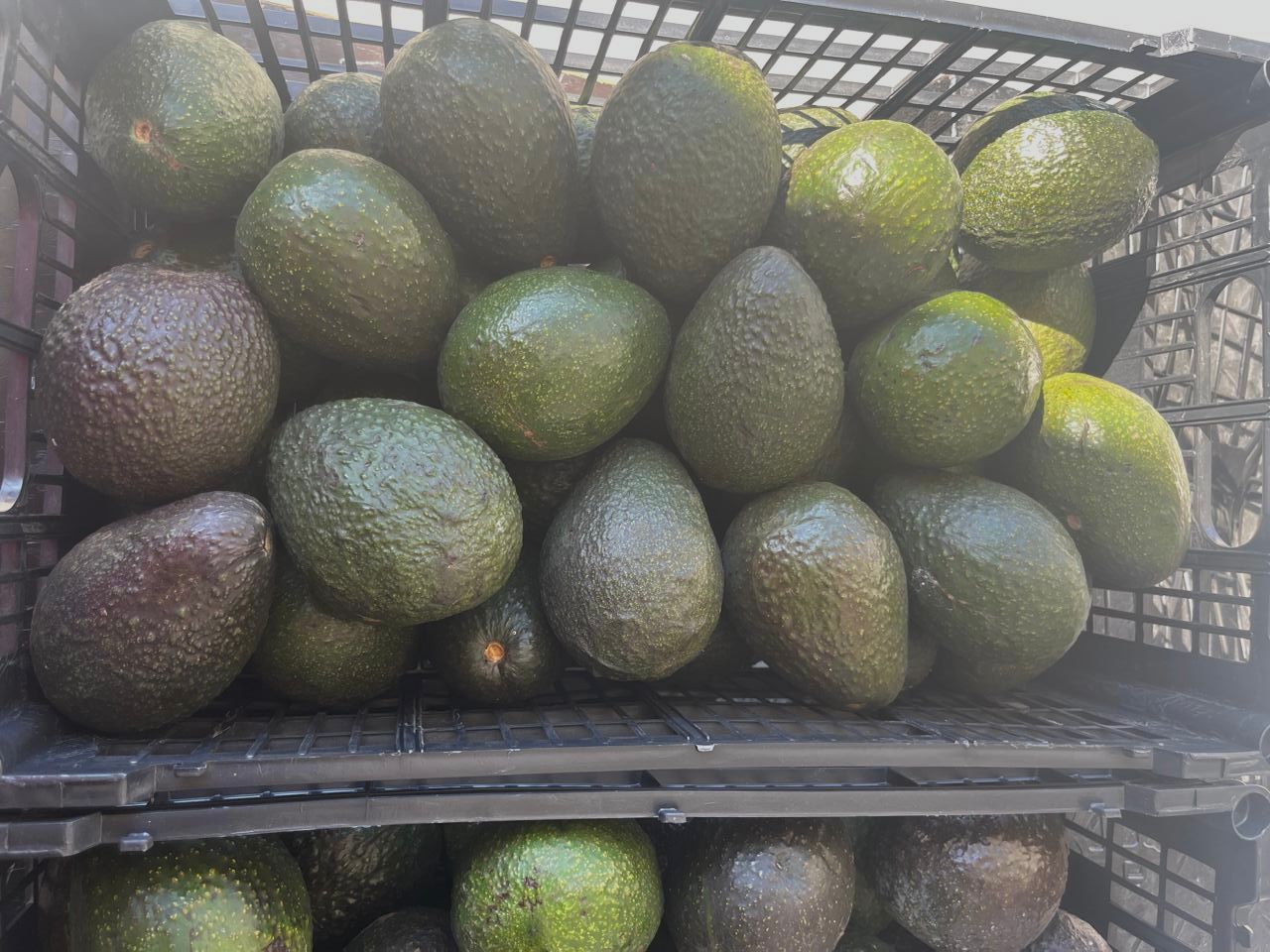 Foto de aguacate